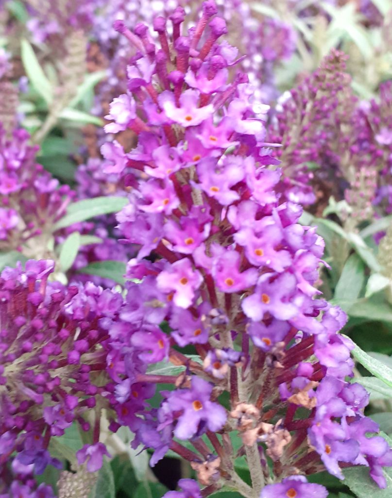 Zwerg-Buddleja Butterfly Candy ® Little Purple Schmetterlingsflieder