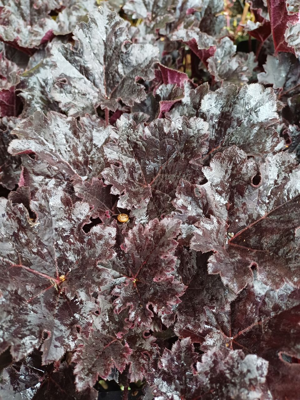 Heuchera villosa Timeless Night - Purpurglänzende Blattschönheit für schattige Gärten Heuchera villosa Timeless Night - Purpurglänzende Blattschönheit für schattige Gärten
