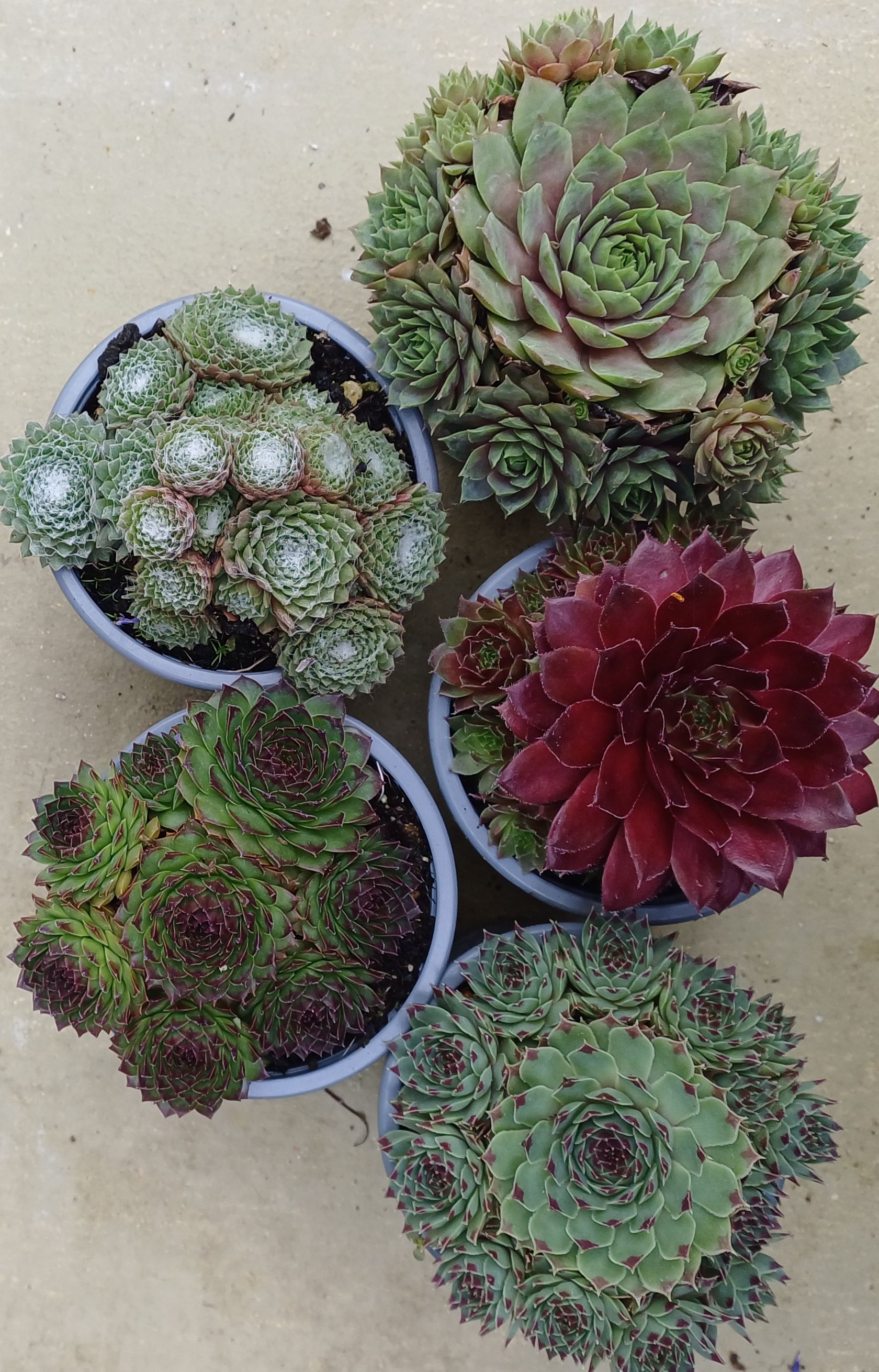 Sempervivum – 5er Mix | Hauswurz im Set Robust. Pflegeleicht. Vielfältig. Sempervivum – 5er Mix | Hauswurz im Set Robust. Pflegeleicht. Vielfältig.