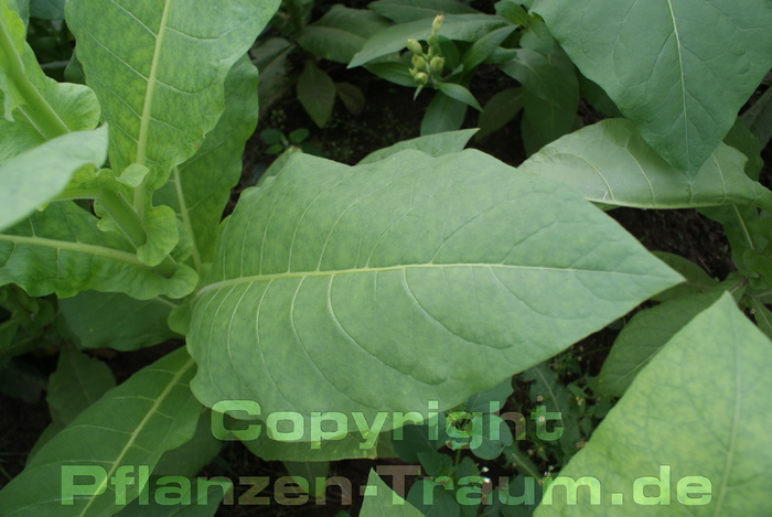 3 Pflanzen Tabak Burley Panama Jungpflanze