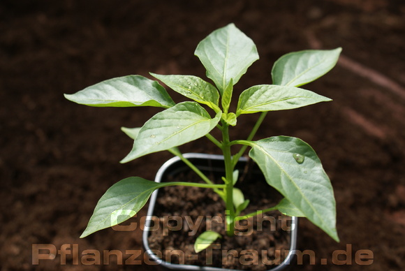 Cayenne Pfeffer Jungpflanze Long Slim Capsicum frutescens