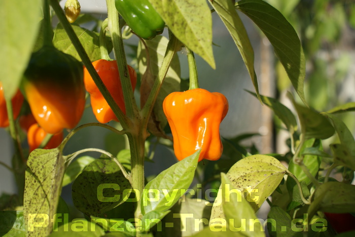 Chili Samen Big Jamaican Orange Habanero