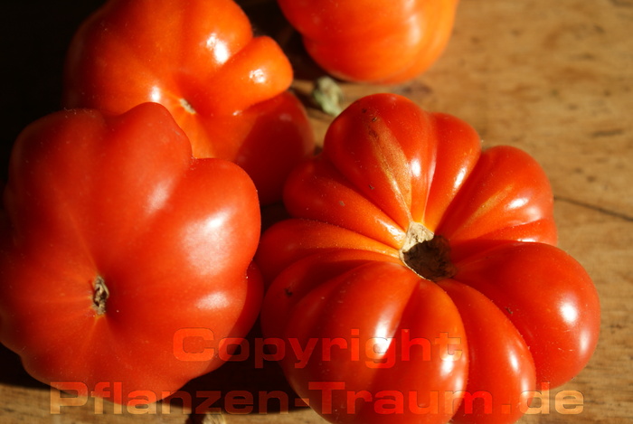 Tomate, Fleischtomate Costoluto Fiorentino Jungpflanze