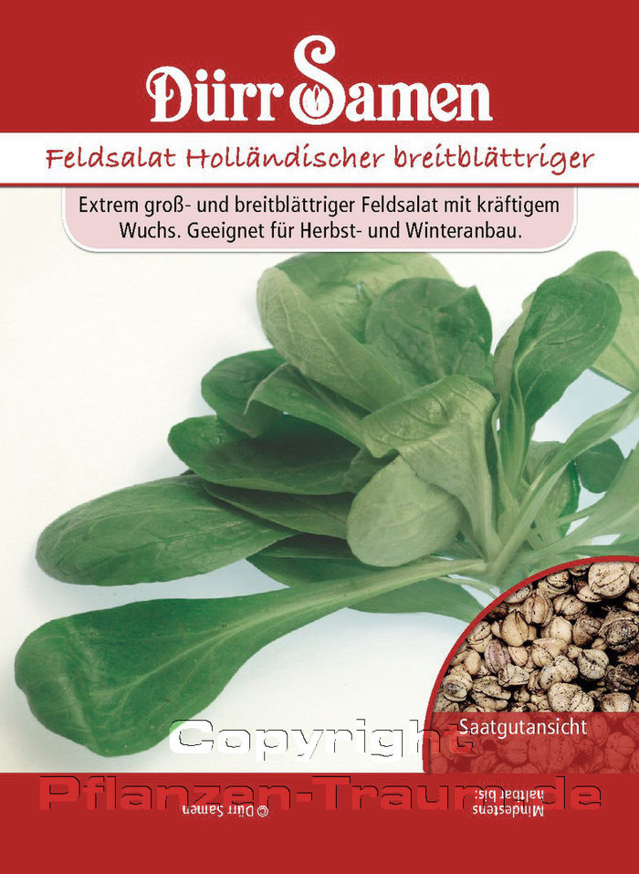 Feldsalat Samen, Holländischer breitblättriger, Valerianella loc