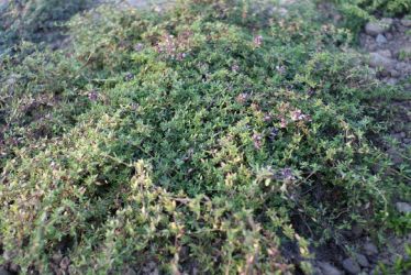 Thymus herba-barona breitet sich aus
