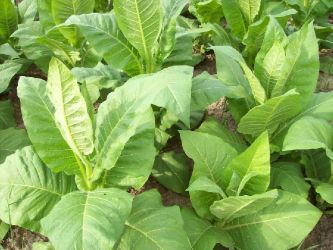 Tabak Nicotianum tabacum Virginia