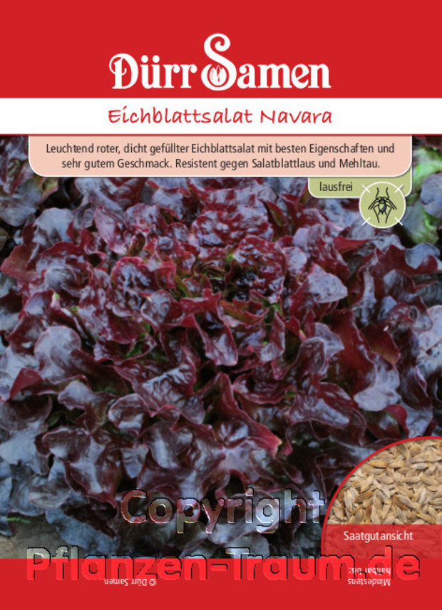 Eichblattsalat Navara, Lactuca sativa, Dürr Samen, Navara ist ein leuchtend roter, dicht gefüllter Eichblattsalat mit besten Eigenschaften und sehr gutem Geschmack. Resistent gegen Salatblattlaus und Mehltau.