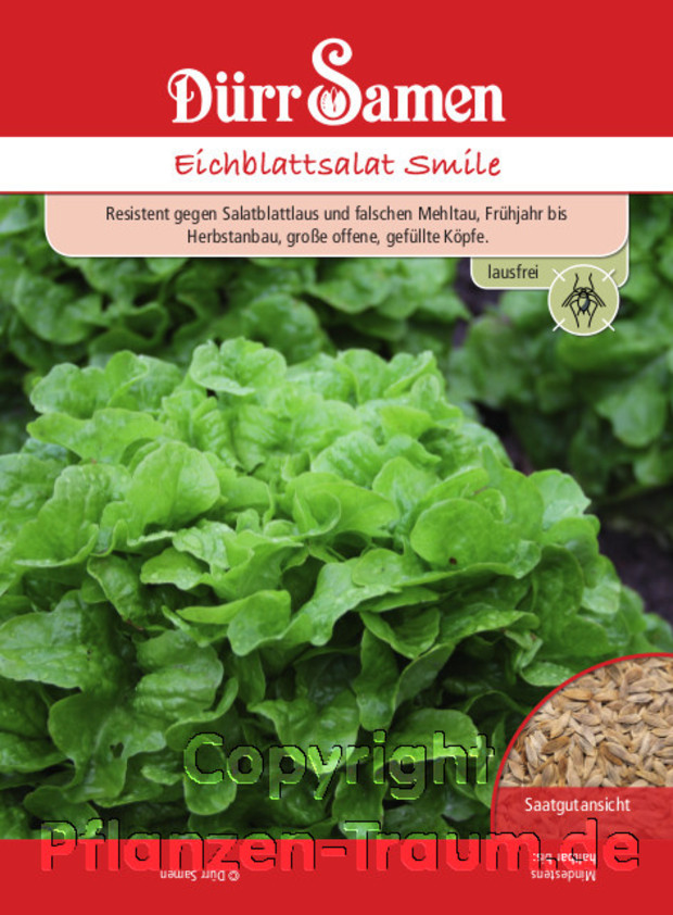 Eichblattsalat Smile bildet sehr große, wüchsige, offene und gut gefüllte Blattsalate in grüner Farbe und bester Marktqualität. Sehr hochwertige Sorte.