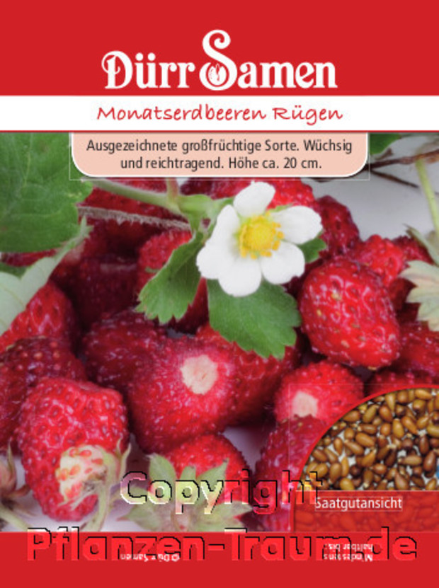 Erdbeeren Samen, Monatserdbeeren - Fragaria vesca, Samen Dürr