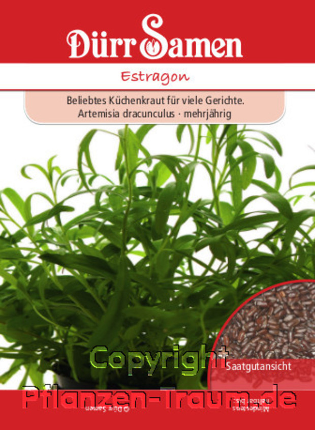 Saatguttüte, Estragon, Artemisia dracunculus, Samen Dürr