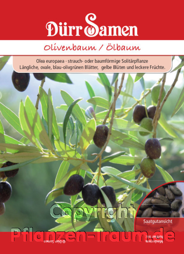 Olivenbaum, Ölbaum, Olea europaea, Samen Dürr