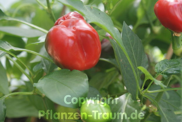 Chili Jungpflanze Large Red Cherry Kirschpaprika Capsicum annuum
