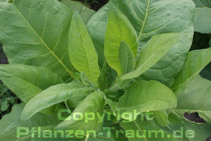 Tabak Samen Latakia Peremochez Orient Nicotiana tabacum