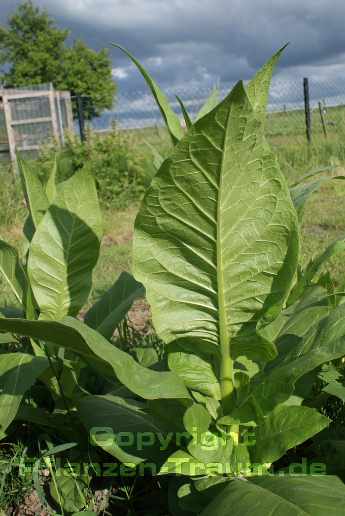 Tabak Samen Lorscher Deckblatt Nicotiana tabacum