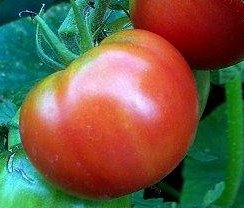 Tomaten Samen Marmande Fleischtomate Lycopersicum lycopersicum