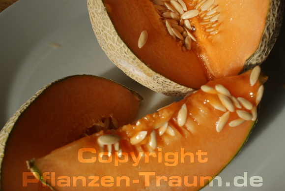 Zuckermelonen Samen 'Retato degli Ortolani' Cucumis melo