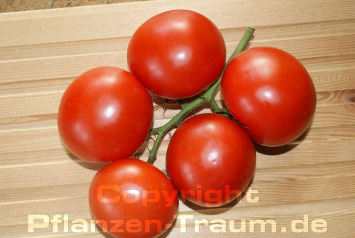 Tomaten Pflanze Moneymaker Stabtomate Lycopersicum lycopersicum