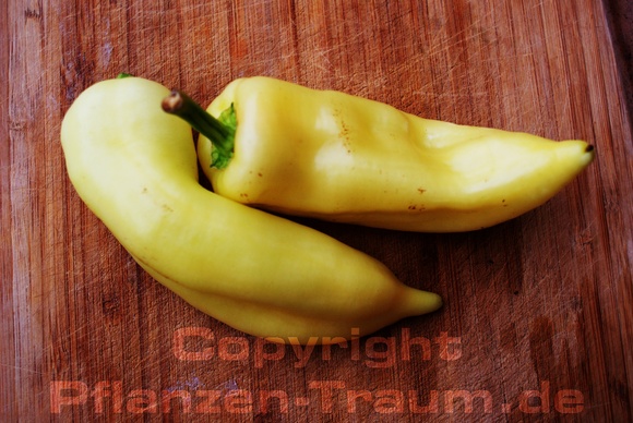 Paprika Jungpflanze 'Nocera Giallo' Capsicum annuum