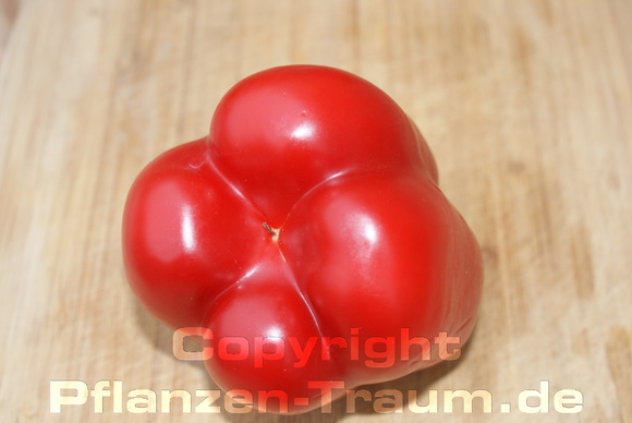 Paprika Samen Quadrato d´Asti Rosso capsicum annuum L.