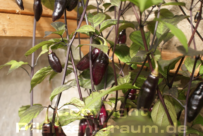 Chilijungpflanze Pimenta da Neyde PdN Capsicum chinense Schärfe