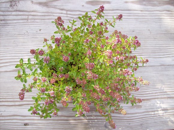 Sandthymian Thymus serpyllum Sandthymian Thymus serpyllum