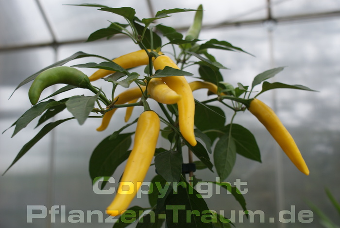 Chili Pflanze Sarit Gat Schärfe 7Capsicum annuum