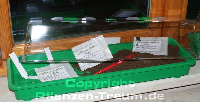 Orient Tabaksamen, Anzuchtset, Fensterbank Orient Tabaksamen, Anzuchtset, Fensterbank