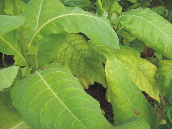 Tabak bildet grosse Blätter