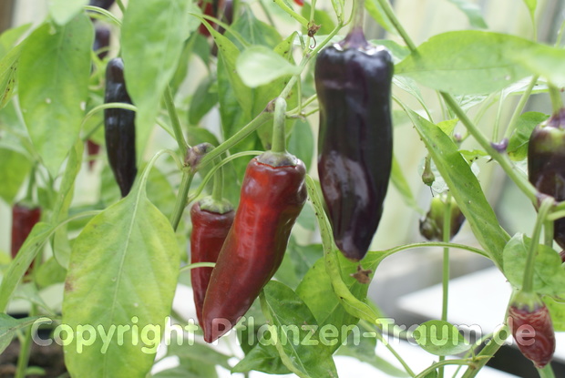 Chili Jungpflanze  Tazmanian Black, Capsicum annuum Schärfe 6