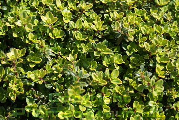 Zitronenthymian Aureus Thymus citriodorus Zitronenthymian Aureus Thymus citriodorus