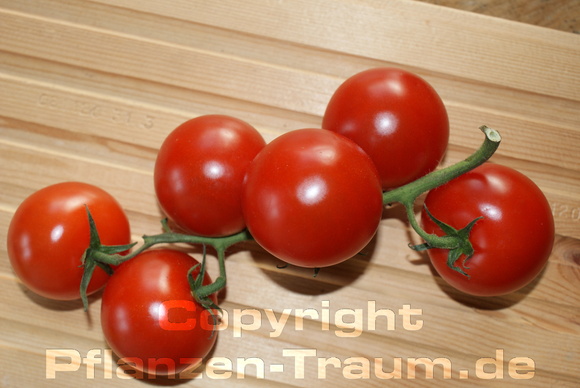 Tomaten Samen Red Cherry Cherrytomate Lycopersicum lycopersicum