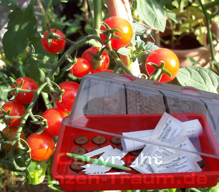 Minigewächshaus, Geschenk, Tomatensamen Anzuchtset Aussaat
