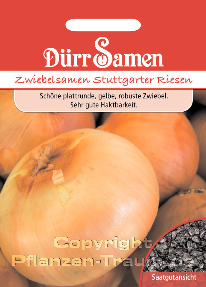 Stuttgarter Riesen, Zwiebelsamen, Gemüsesamen, Allium cepa, Dürr