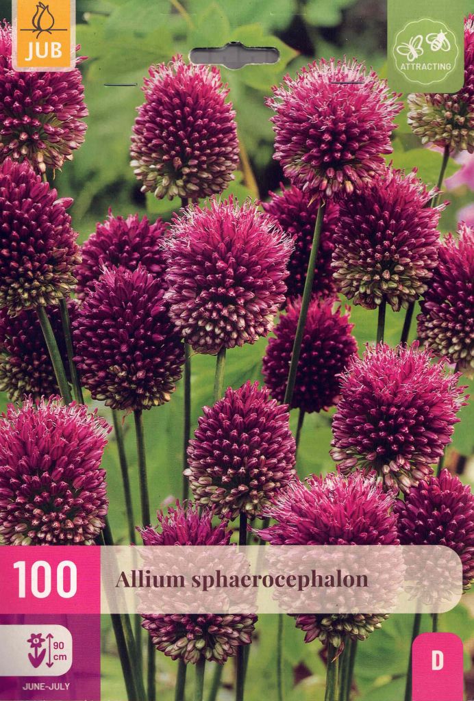 100 Blumenzwiebeln Allium sphaerocephalon, violetter Kugellauch, Zierlauch, Grosspackung Blumenzwiebeln 100 Blumenzwiebeln Allium sphaerocephalon, violetter Kugellauch, Zierlauch, Grosspackung Blumenzwiebeln