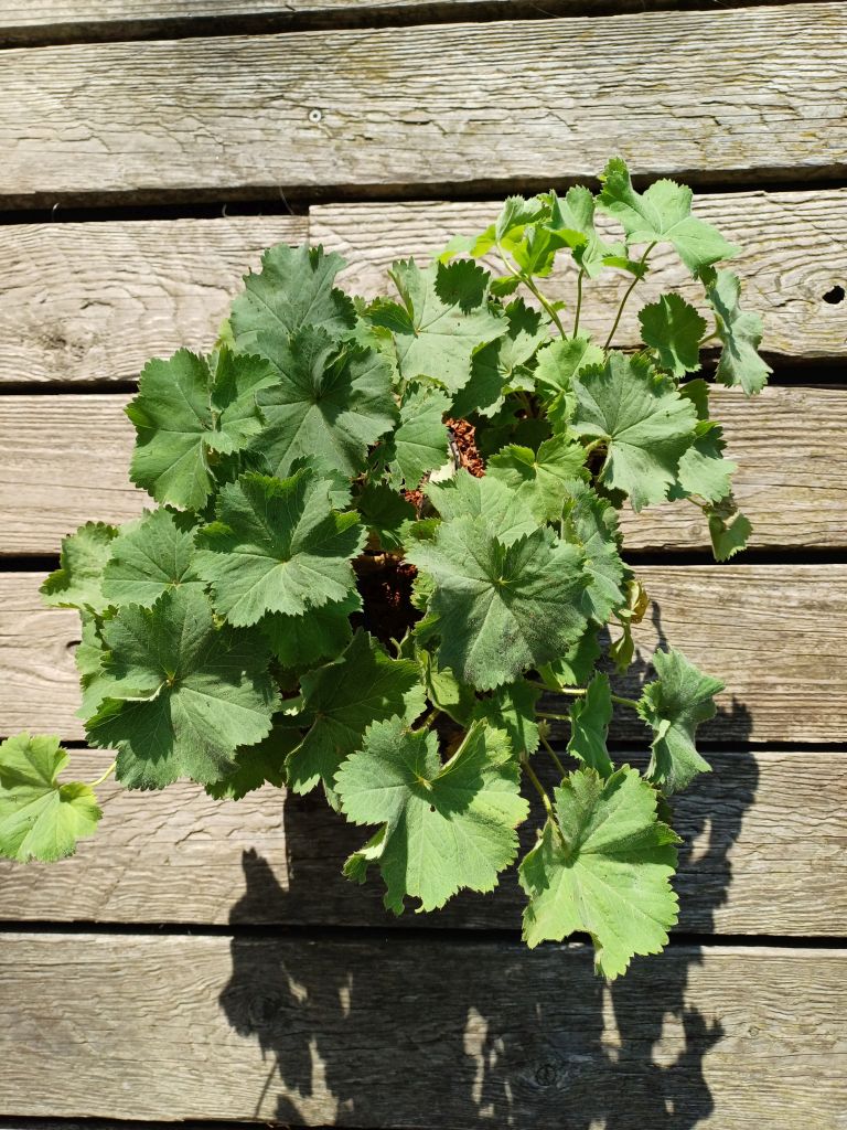 Weicher Frauenmantel – Alchemilla mollis – 4 kräftige Staudenpflanzen Weicher Frauenmantel – Alchemilla mollis – 4 kräftige Staudenpflanzen