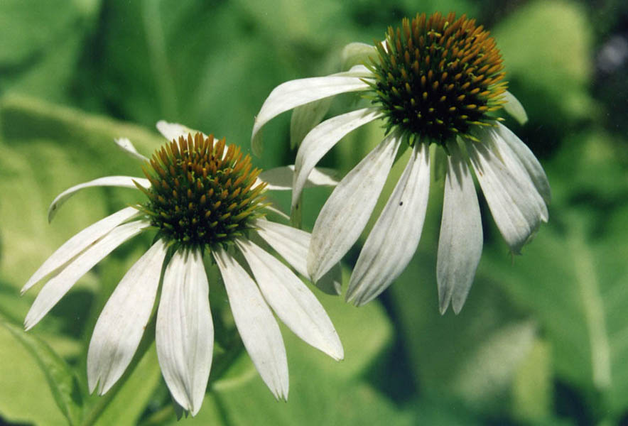 Weißer Sonnenhut, Powwow White, Echinacea purpurea