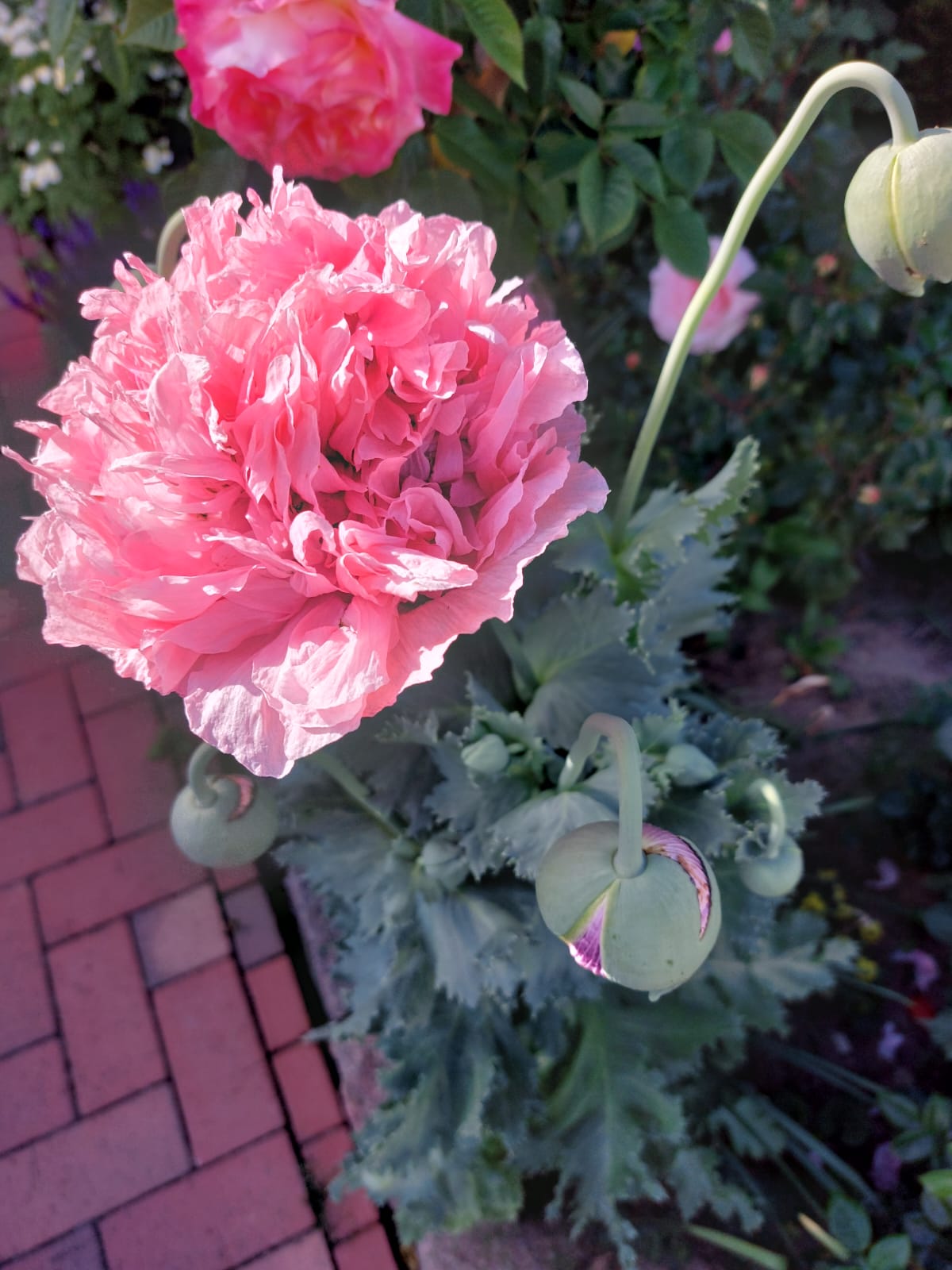 Päonienmohn gefüllt Rosa Papaver paeoniflorum