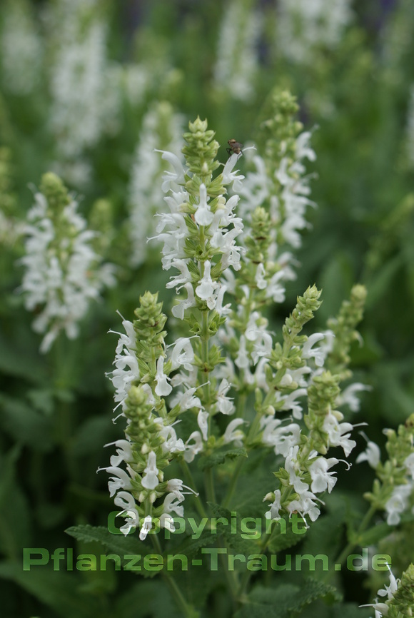 Salvia nemorosa Schneehügel Steppen-Salbei Staude