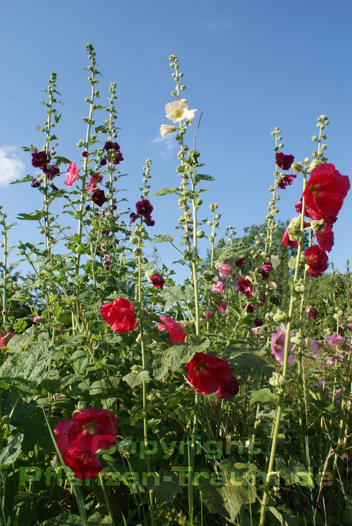 Stockrose Samen Alcea rosea