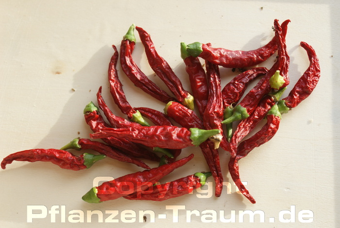 Chili Pflanze Apache Zwerg-Peperoni Capsicum annuum Schärfe 7-8