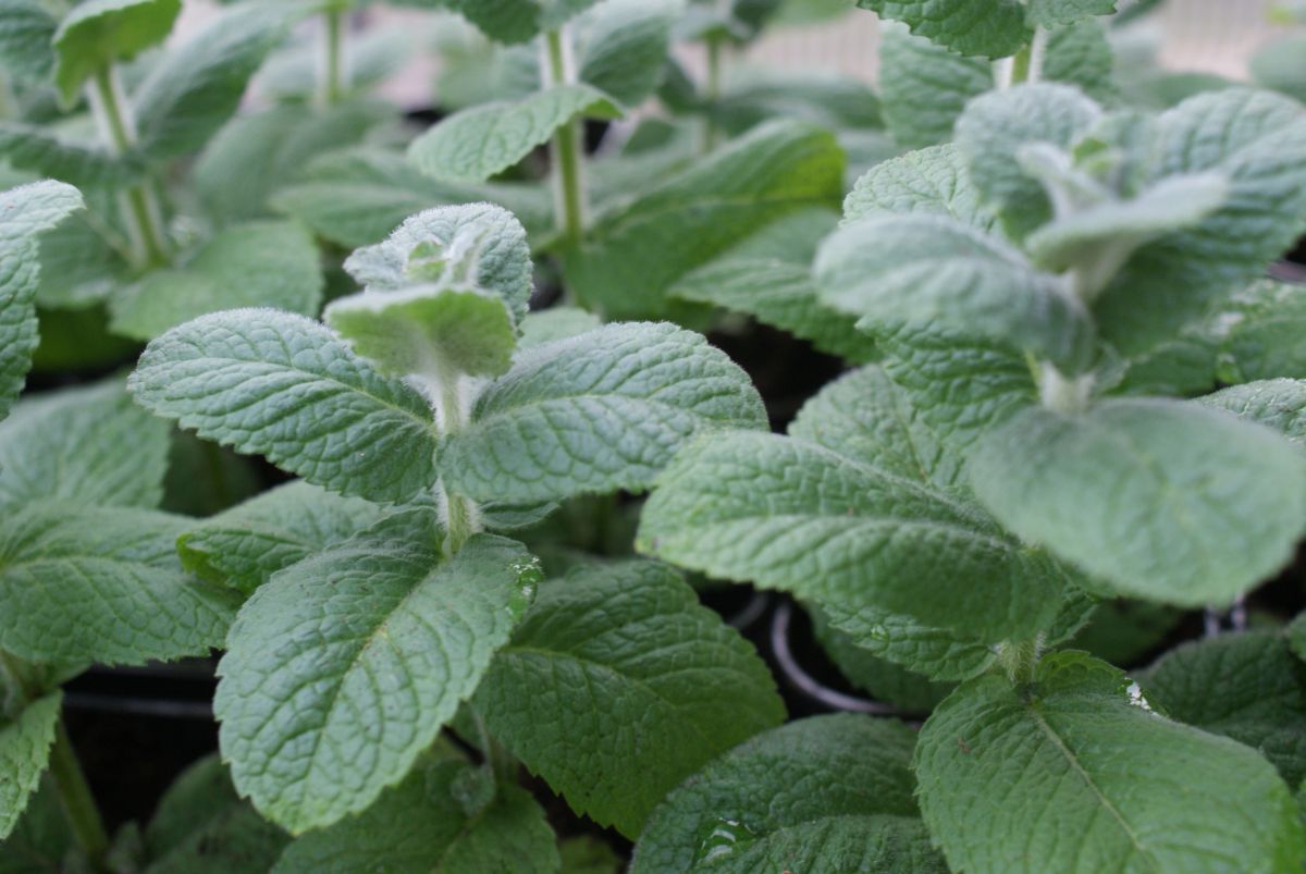 Apfelminze Mentha suaveolens