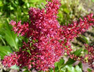 Astilbe
