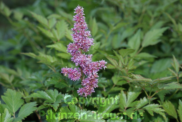 Astilbe Mainz  Prachtspiere