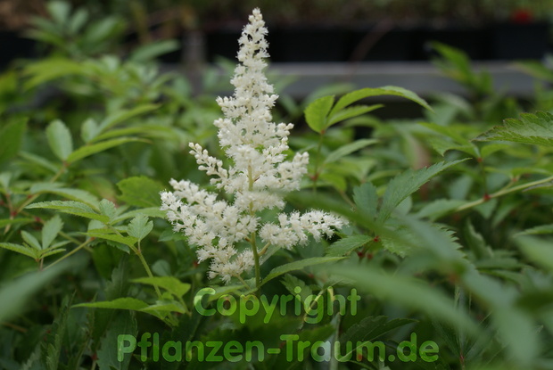 Astilbe Weisse Gloria  Prachtspiere