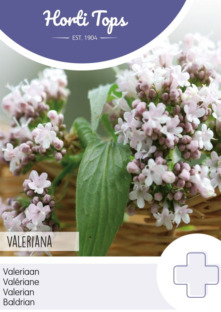 Baldrian, Valeriana officinalis, Horti Tops NL