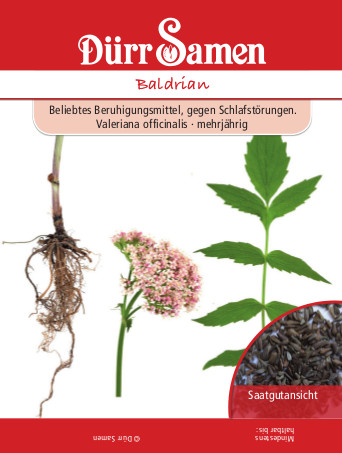Baldrian, Valeriana officinalis, Samen DÃ¼rr