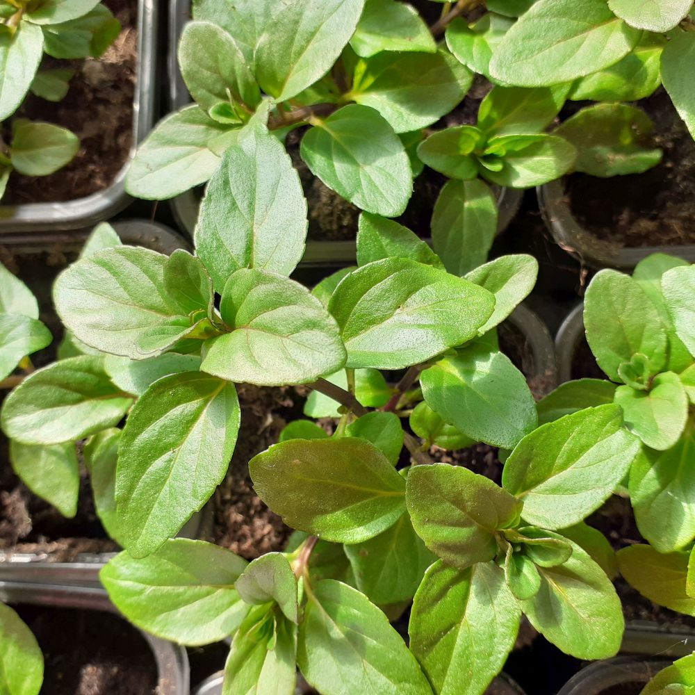 Schweizer Minze Swiss Mentha piperita PflanzenTraum.de