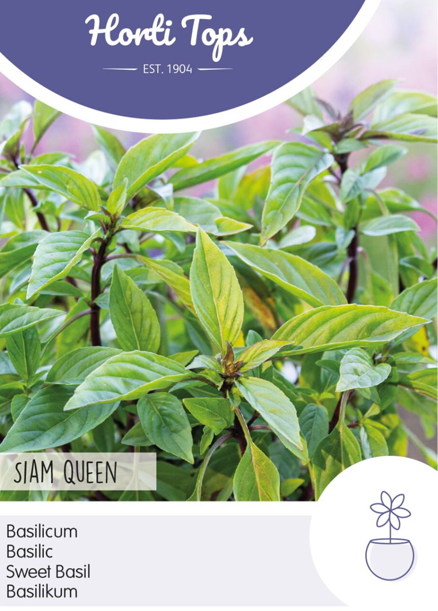 Basilikum Siam Queen, Ocimum basilicum, Samen Horti Tops