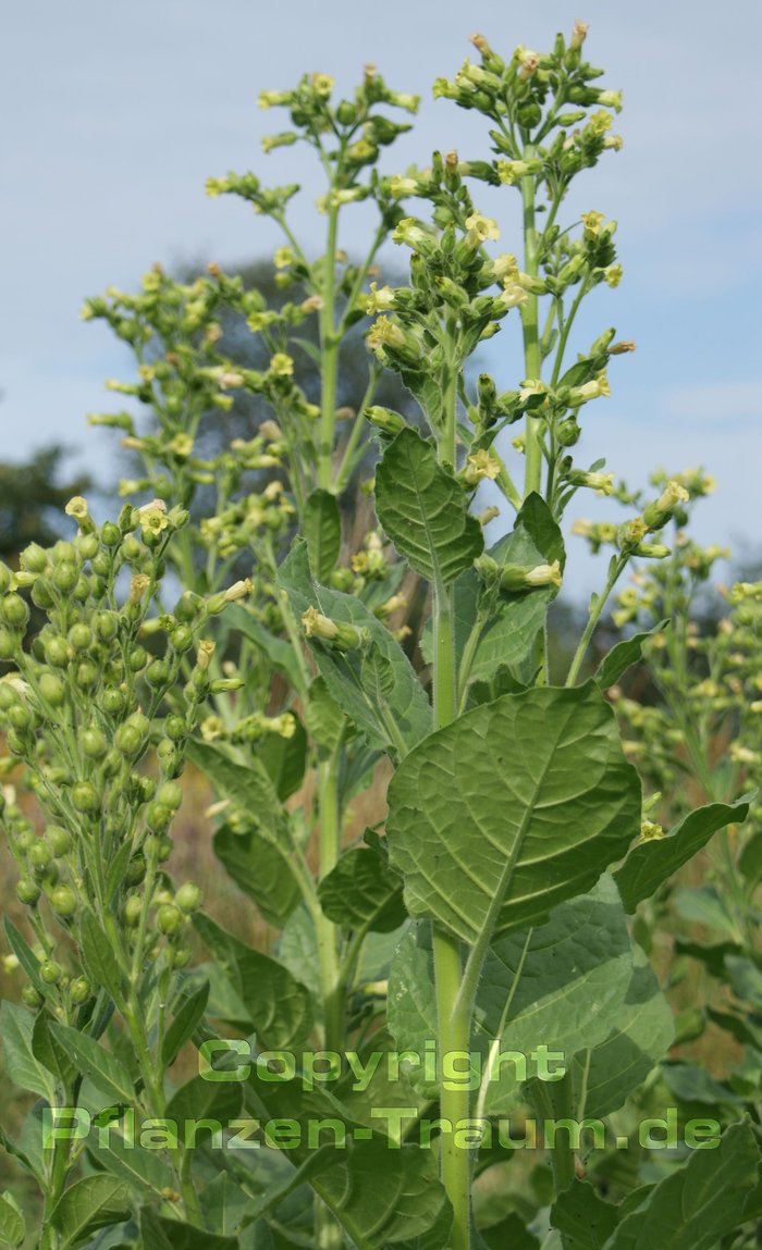 Santa Domingo Tabaksamen Bauerntabak Nicotiana rustica