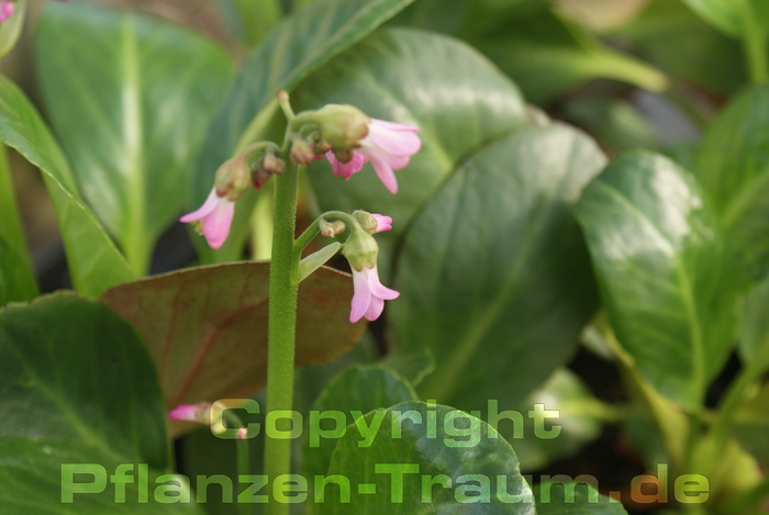 Bergenie Bergenia purpurascens 'Wintermärchen'